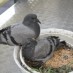 Güvercinler V14: Yavru Güvercinler Büyüdü :)