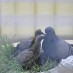 Güvercinler V11:Yavru Güvercinler Büyüyor