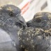 Güvercinler V12: Yavru Güvercinler Palazlanıyor