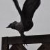Güvercinler 17:İlk Doğan Yavru Güvercin Yuvadan Uçtu