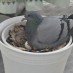 Güvercinler V5: Güvercin Adile Arkadaşı Vefa ile Nöbetleşe Kuluçkada